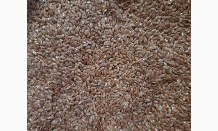 Ядро насіння соняшника у продажу - фото № 3