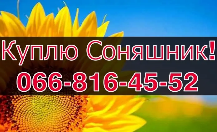 Закупівля соняшника від виробника - фото № 1