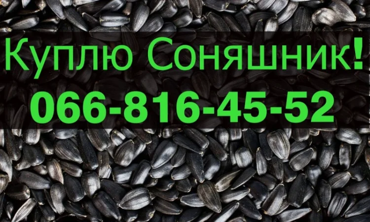 Закупівля соняшнику від фермерських господарств та населення - фото № 1