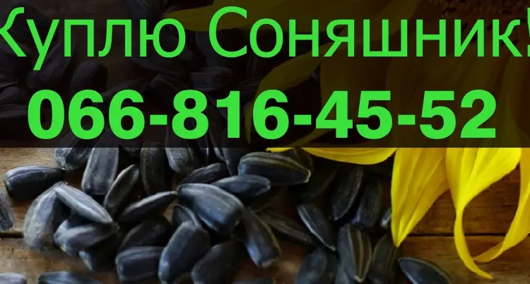 Закупівля соняшника у будь-яких обсягах - фото № 1