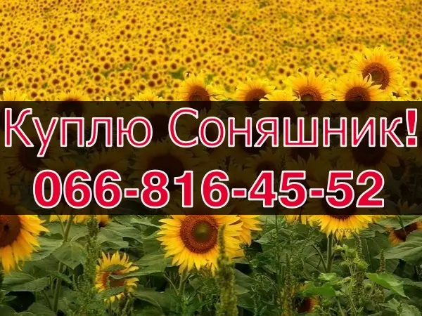 Купую соняшник на постійній основі - фото № 1