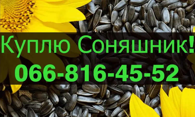 Закупівля соняшнику в будь-яких обсягах на постійній основі - фото № 1