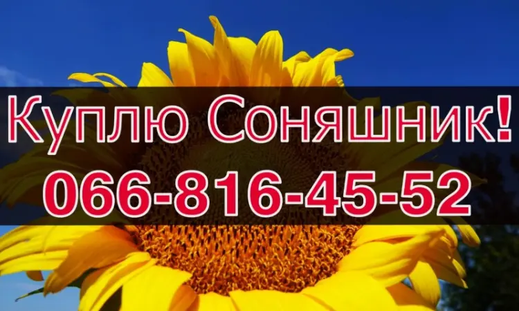 Закупівля соняшнику щоденно без вихідних - фото № 1