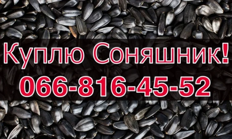 Закупівля СОНЯШНИКА у великих обсягах без вихідних! - фото № 1