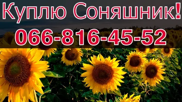 Предприятие переработчик приглашает к сотрудничеству производителей подсолнечника - фото № 1