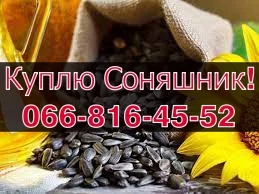 Закупівля соняшнику від фермерів та приватних виробників - фото № 1