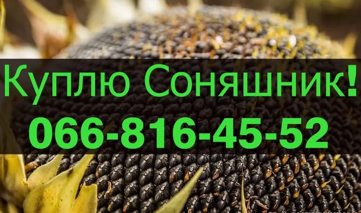 Закупівля соняшнику від підприємства переробника - фото № 1