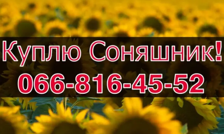 Закупівля соняшнику! Високі ціни та оплата на вагах - фото № 1