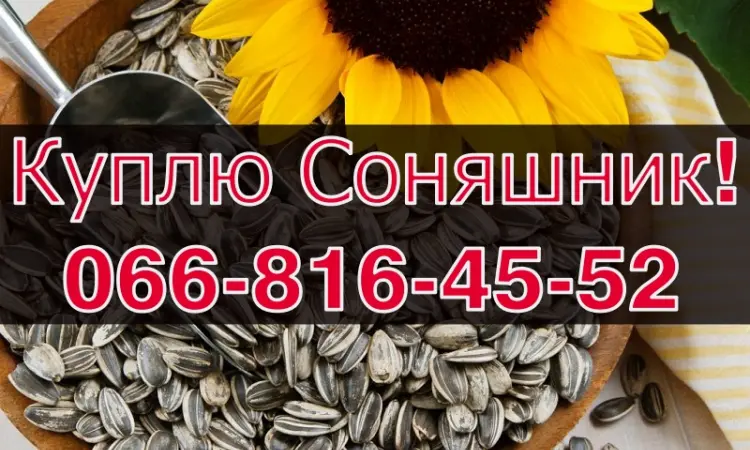 Купую соняшник на постійній основі! - фото № 1