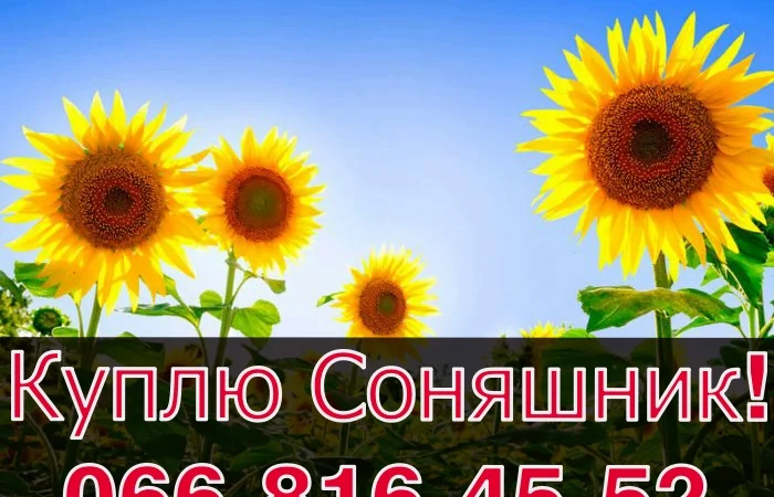 Куплю подсолнечник! Конкурентные цены - фото № 1
