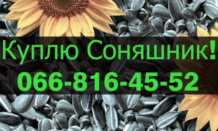 Закупаем подсолнечник в любых объемах - фото № 1