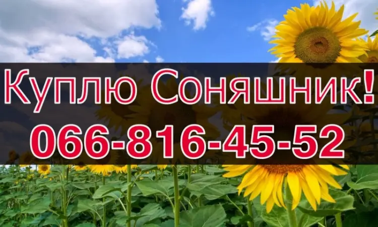 Купуємо соняшник! Високі ціни! Оплата на вагах! - фото № 1