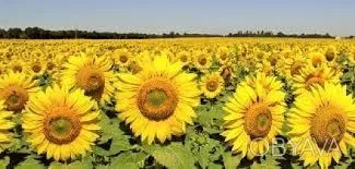 Гібрид соняшника РІМІ на продажу - фото № 1