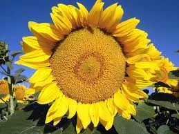 Гибрид подсолнечника НИСТРУ для высоких урожаев - фото № 1