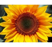 Гібрид соняшнику Армагедон на продажу - фото № 1