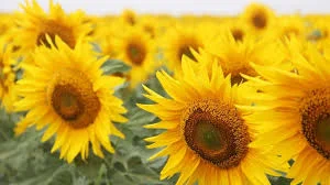 Гібрид соняшнику Меркурій ІМІ у продажу - фото № 1