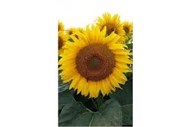 Гібрид соняшнику PEGAS NS H 6341 на продаж - фото № 1