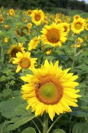 Гібрид соняшника Флокс у продажу - фото № 1