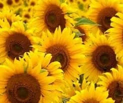 Семена соняшника Сворд IP - високоврожайний гібрид - фото № 1