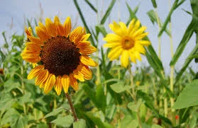 Гибрид подсолнечника НС Сумо 556 в продаже - фото № 1