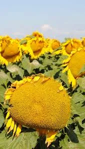 Гібрид соняшника КАРЛОС 105 - фото № 1