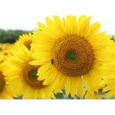 Гібрид соняшника ДОЗОР - фото № 1