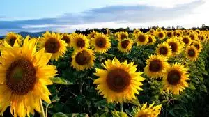 Гібрид соняшника КАРДИНАЛ - висока врожайність - фото № 1