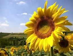 Гибрид подсолнечника ЕС САКСОН – высокая урожайность - фото № 1