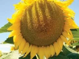 Семена соняшника Рона – середньостиглий гібрид - фото № 1