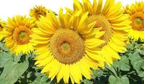 Семена подсолнечника Ново-Алье для Евролайтинга в продаже - фото № 1