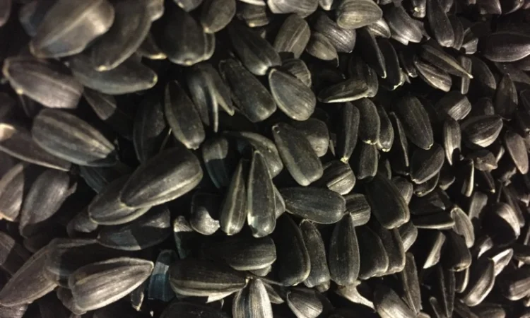 Калиброванные семена подсолнечника Лакомка - фото № 4