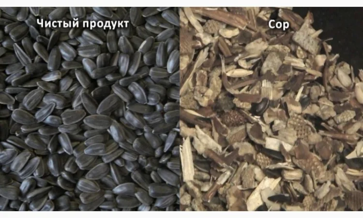 Калиброванные семена подсолнечника Лакомка - фото № 3