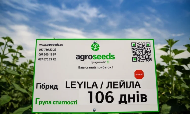 Лейла насіння соняшнику - фото № 1