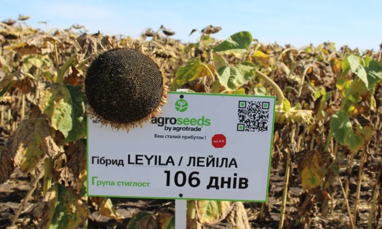 Лейла насіння соняшнику - фото № 2