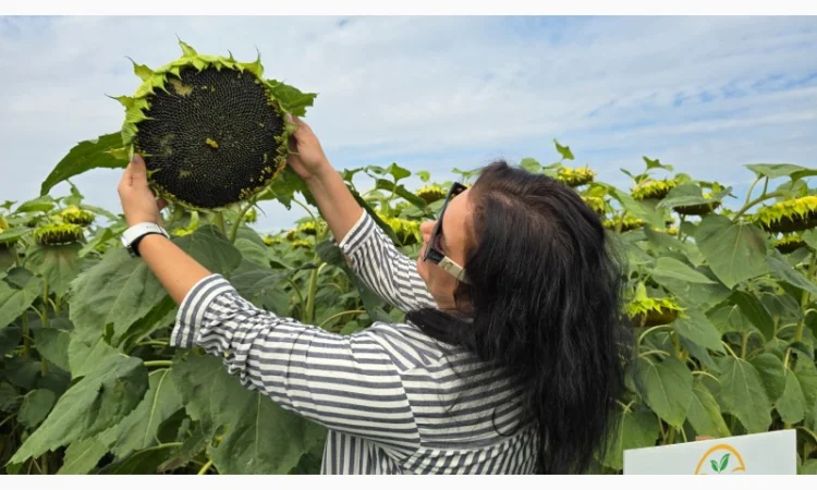 Насіння соняшника гібрид АРКОС – високий врожай та стійкість - фото № 1