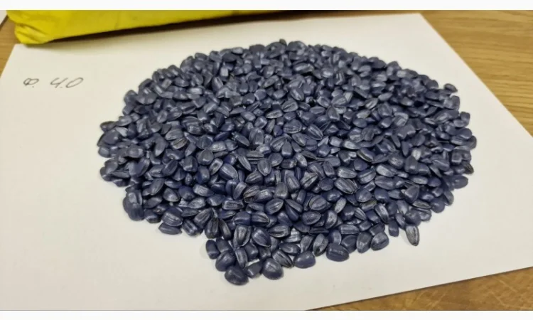 Насіння соняшника Суліко – під гранстар - фото № 3