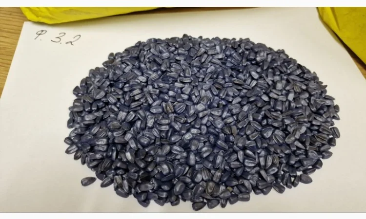 Насіння соняшника Суліко – під гранстар - фото № 4