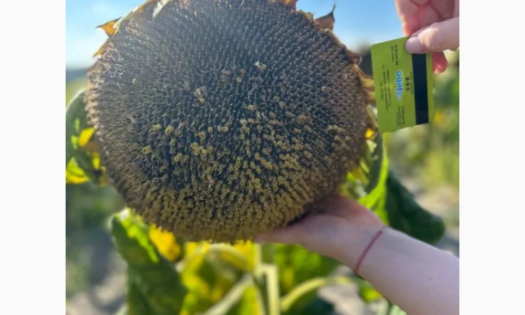 Насіння соняшнику гібрид Астон в продажу - фото № 1