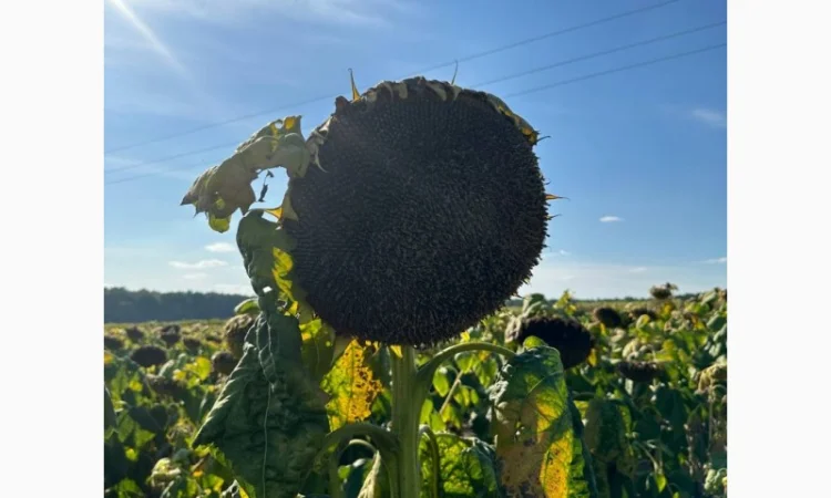 Насіння соняшнику гібрид Астон в продажу - фото № 2