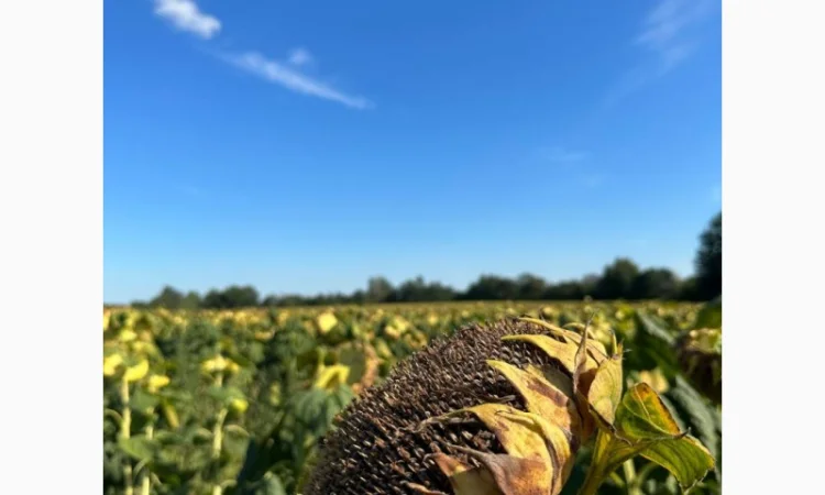 Насіння соняшнику гібрид Астон в продажу - фото № 3