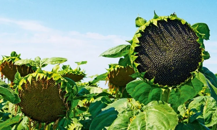 Гібрид соняшнику Неймар ТК Арт-Агро – високий урожай - фото № 1