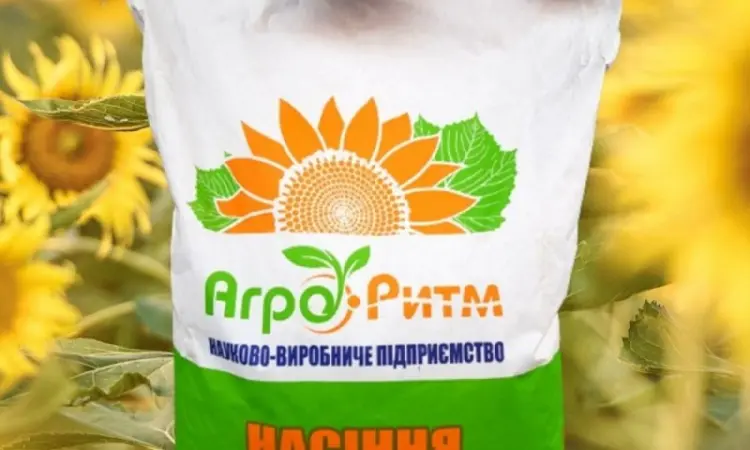 Насіння соняшника Альдазор – висока врожайність та стійкість - фото № 1