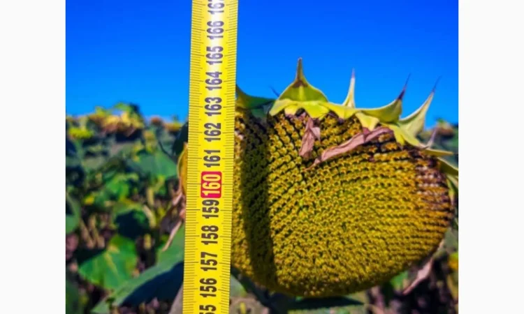 Насіння соняшника гібрид Флеш від виробника - фото № 2