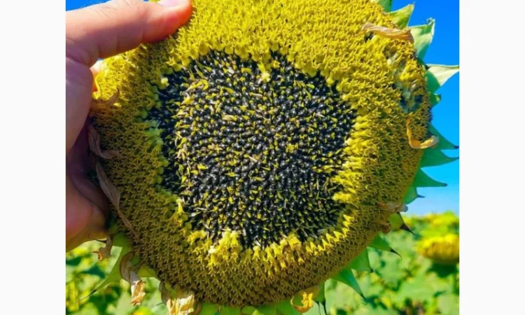 Насіння соняшника гібрид Флеш від виробника - фото № 4