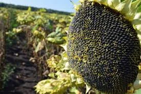 Гибрид подсолнечника Неймар Плюс под Гранстар - фото № 2