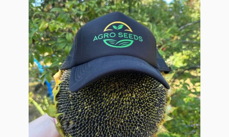 Семена подсолнечника гибрид Астон для гербицидов - фото № 1