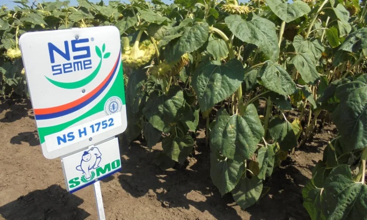 Гібрид соняшника НС Х 1752 SUMO (під Гранстар) - фото № 1