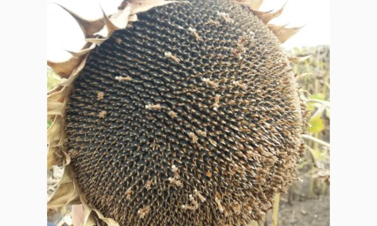 Гібрид соняшника НС Х 1752 SUMO (під Гранстар) - фото № 3