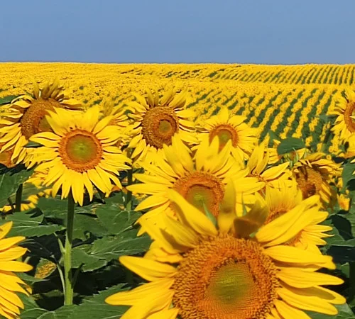 Насіння соняшника гібрид АР Імпульс – продаж - фото № 1