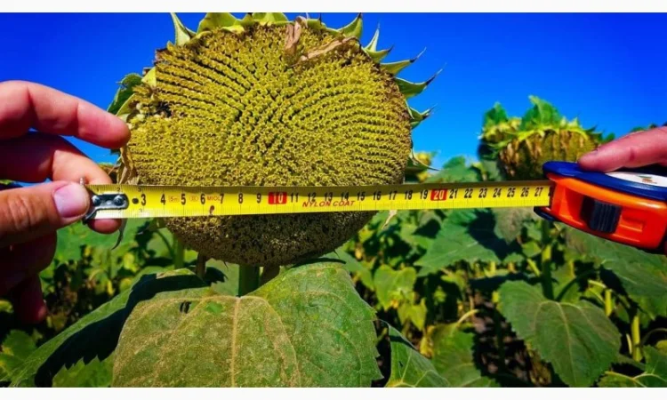 Насіння соняшнику гібрид ФЛЕШ (під гранстар) в продажу - фото № 4